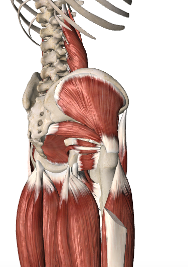 hip muscles