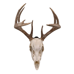 european mount_edited.png