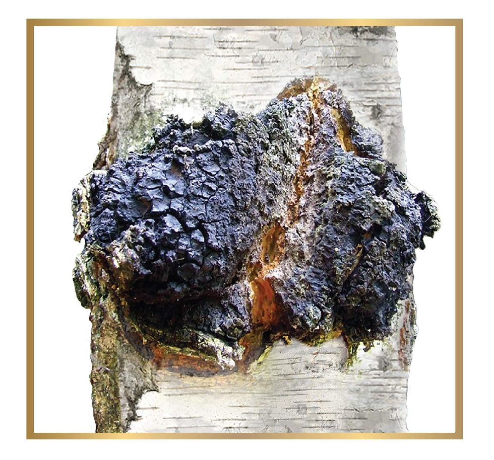 תמונה ממוזערת: צ'אגה