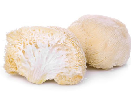 רעמת האריה (Hericium Erinaceus): הפטרייה הנדירה שמקסמת את המדענים