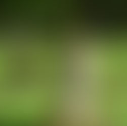 Verborgen schatten van het Rosarium