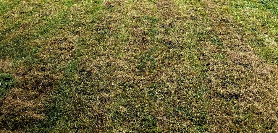 how-to-dethatch-your-lawn_edited.jpg