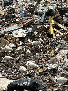 HOARDING CLEANOUTS