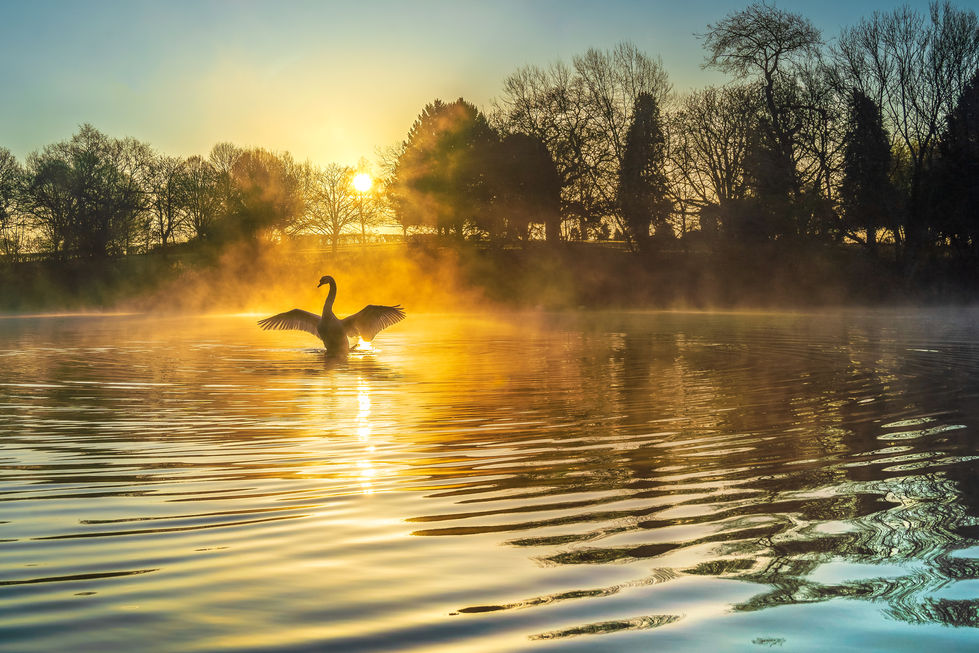 Swan lake sunrise