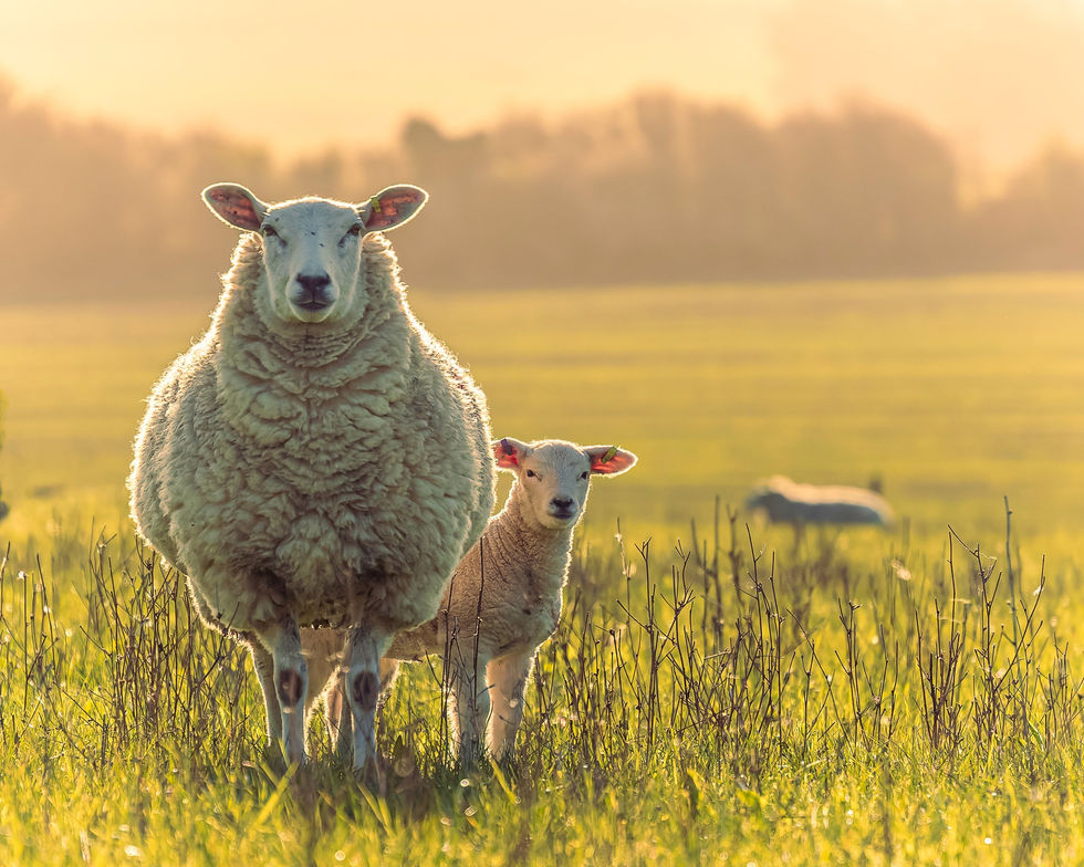 Sunrise and lambs..jpg