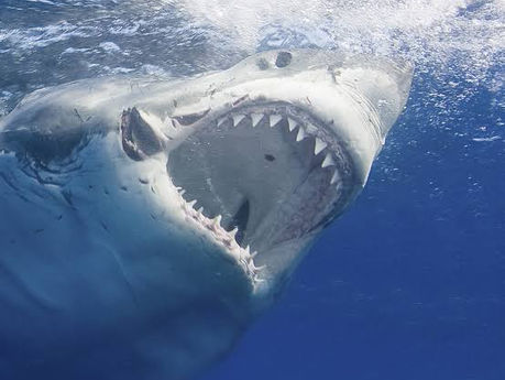 The Great White Shark
