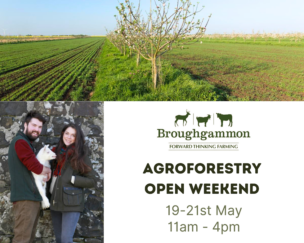 Agroforestry Open Weekend at Broughgammon Farm
