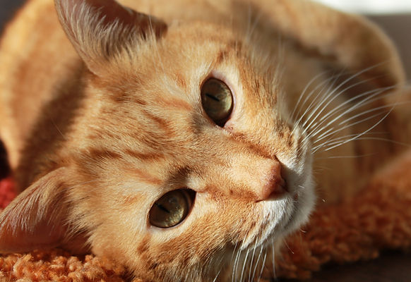 Close-Up Orange Cat_edited.jpg