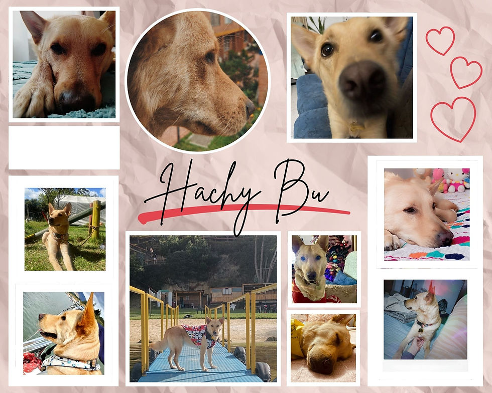 Mi perrito Hachy Bu
