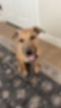 dog training student practicing sit in phoenix arizona