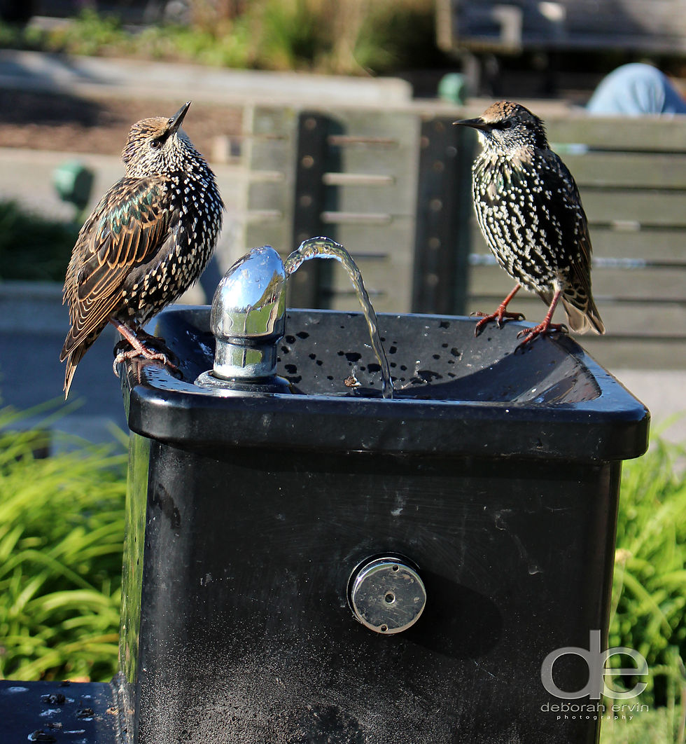 Birds in water fountain