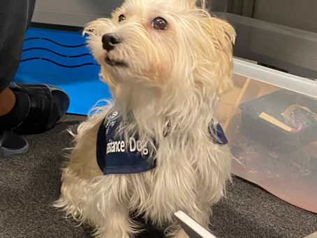 Our School Dog