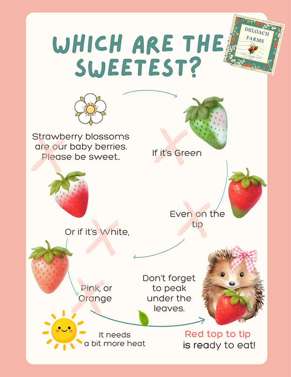 Learn how to find the sweetest berries!
Strawberry blossoms are our baby berries. Please be sweet and don't pick these.
If the strawberry is green, even on the tip, or if it's white, pink or orange - it needs a bit more heat! Don't forget to peak under the leaves when your looking. When you find one that is red top to tip (and front and back),it's ready to eat!