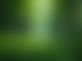 A lush green forest with tall, vibrant trees