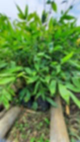 Guadua Angustifolia