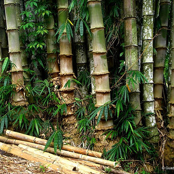 Dendrocalamus Asper.jpeg