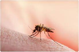 War Against Malaria Rages On
