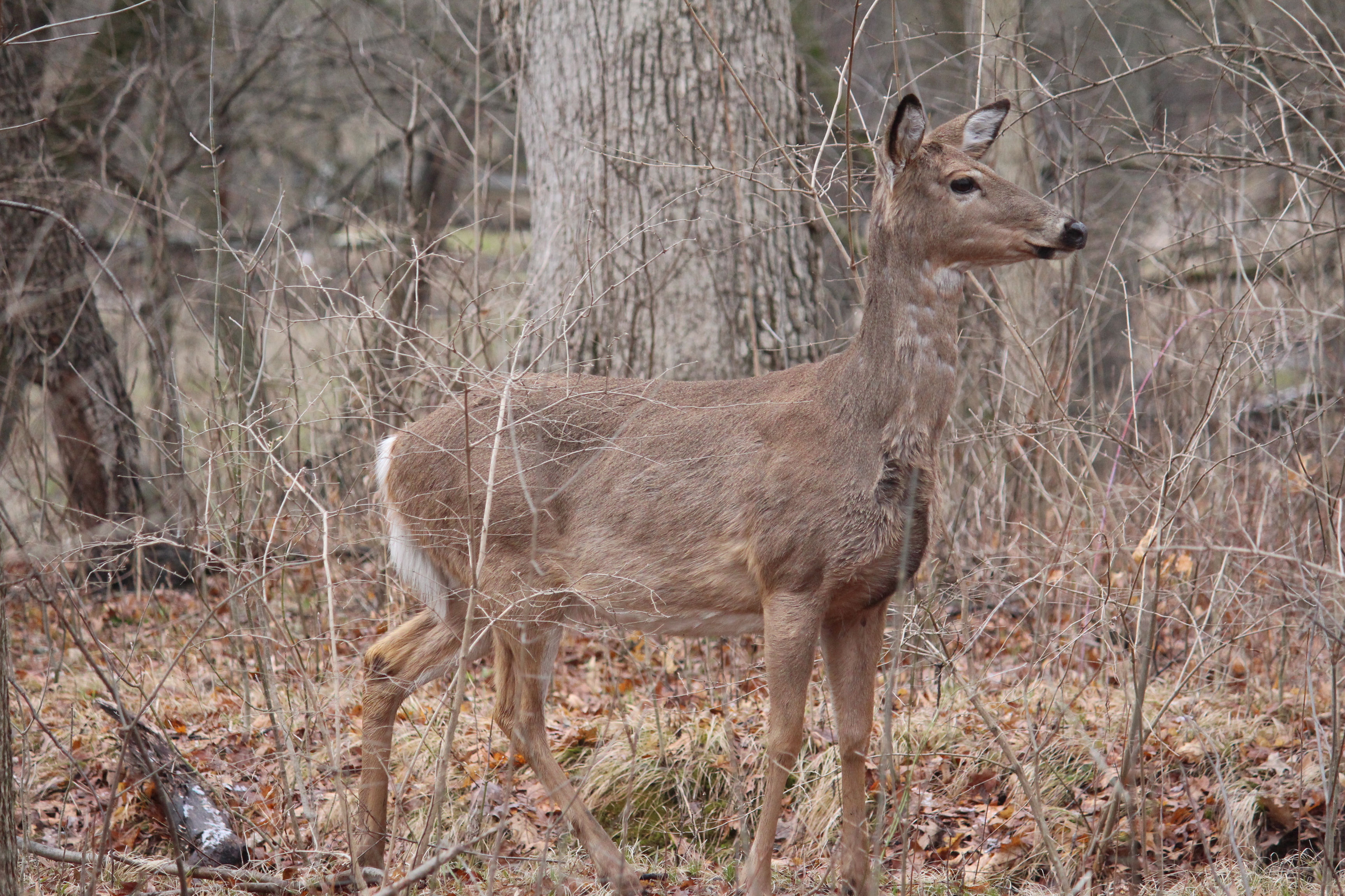 I Think I Hear Something