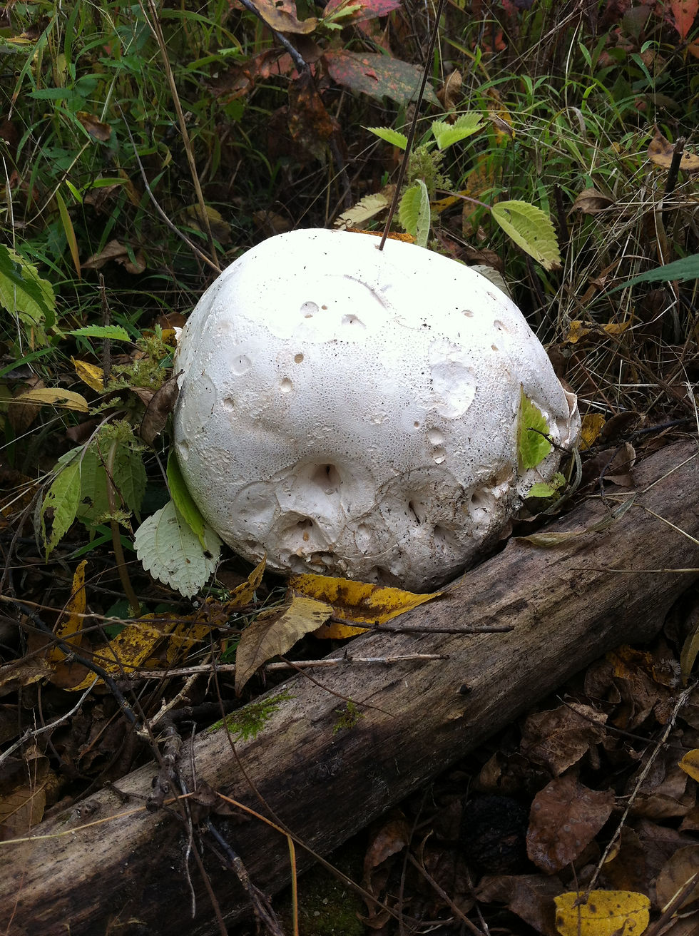Moon Mushroom by Log