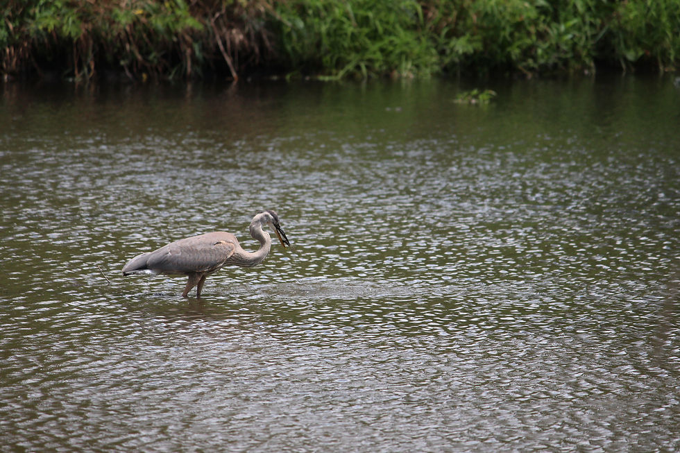 Heron with a Fish