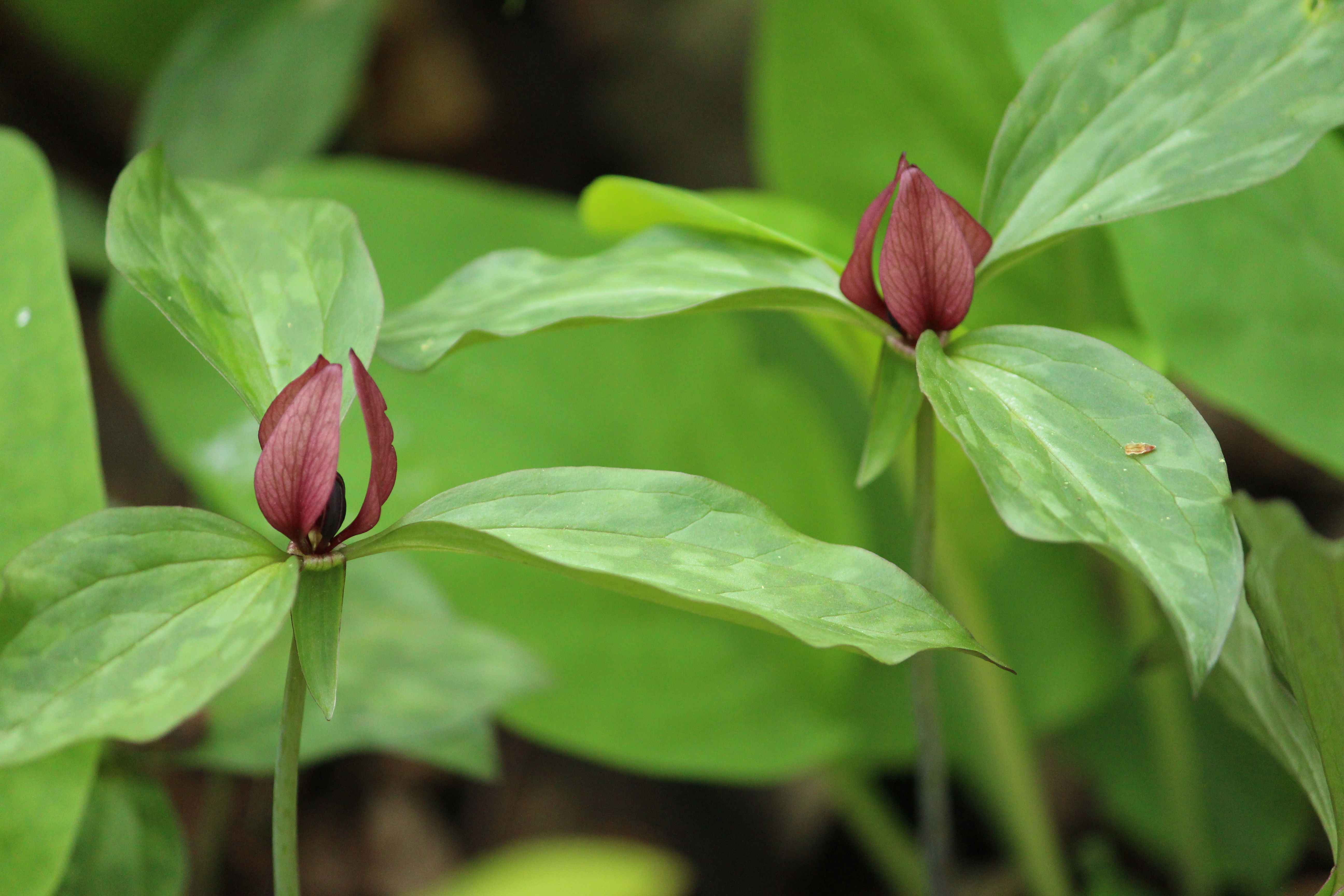 Twin Trillium