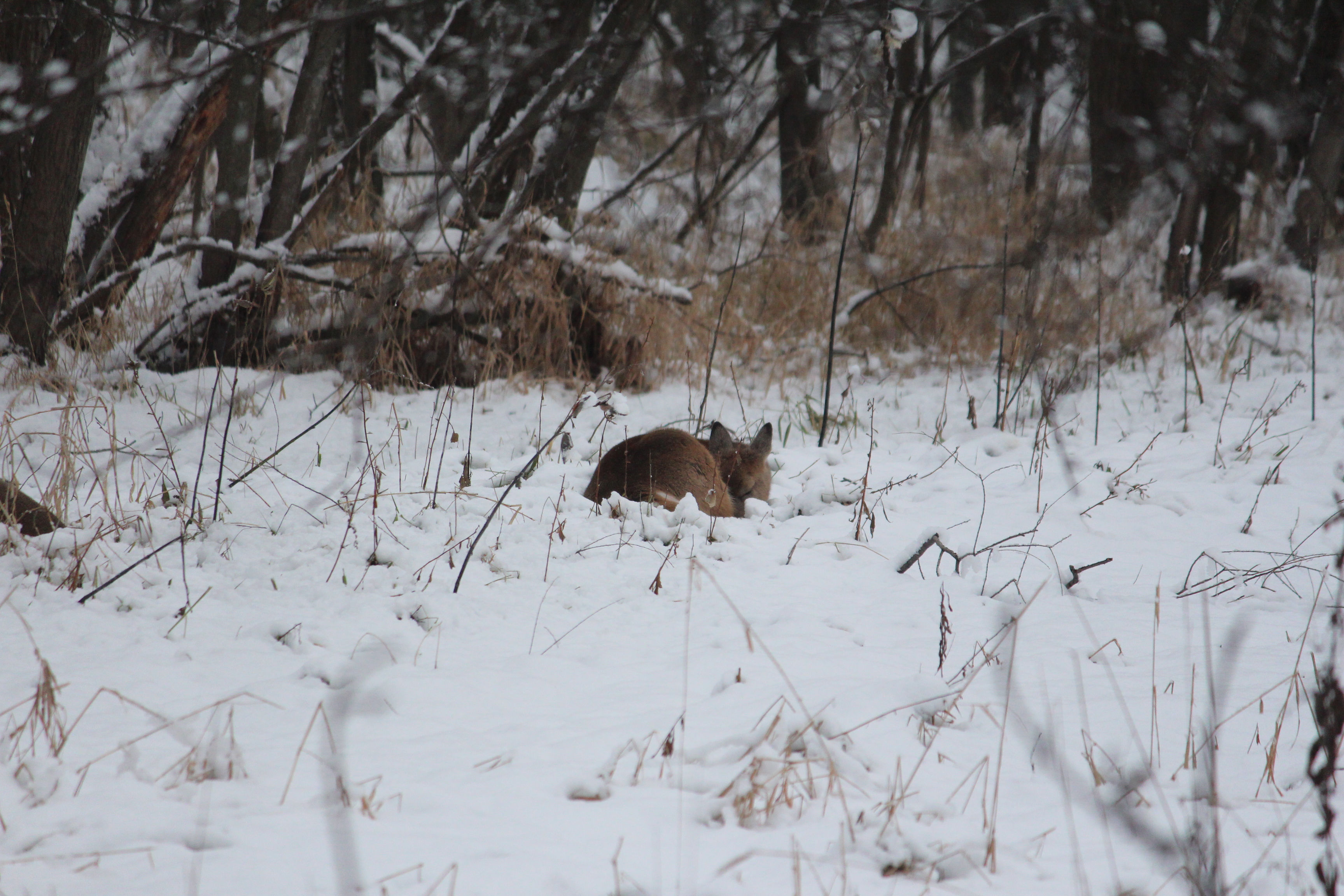 Sleeping Deer