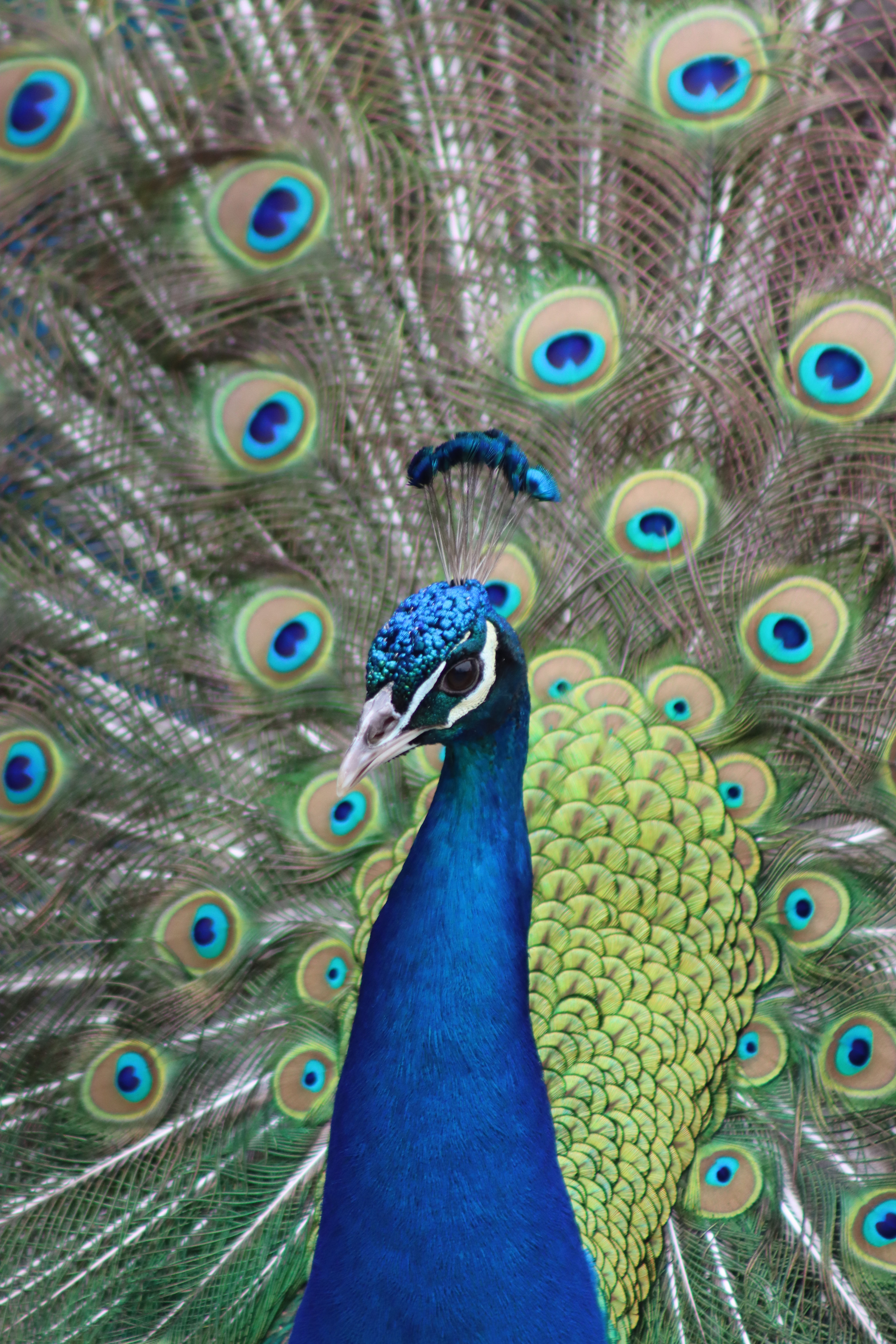 Peacock