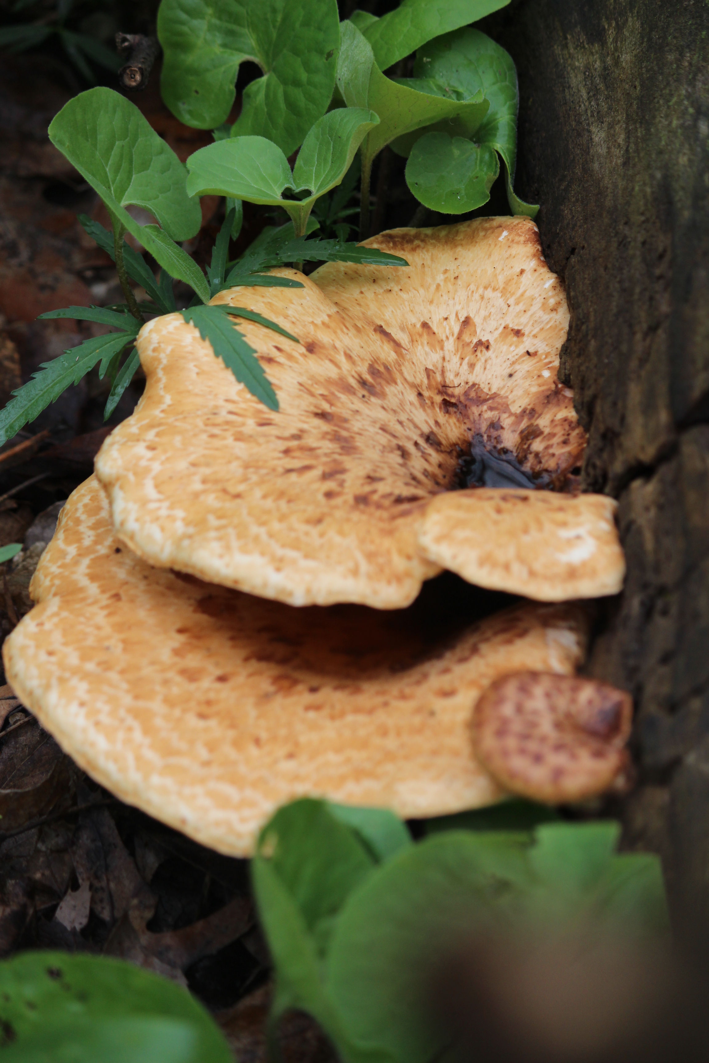Mushroom Cup