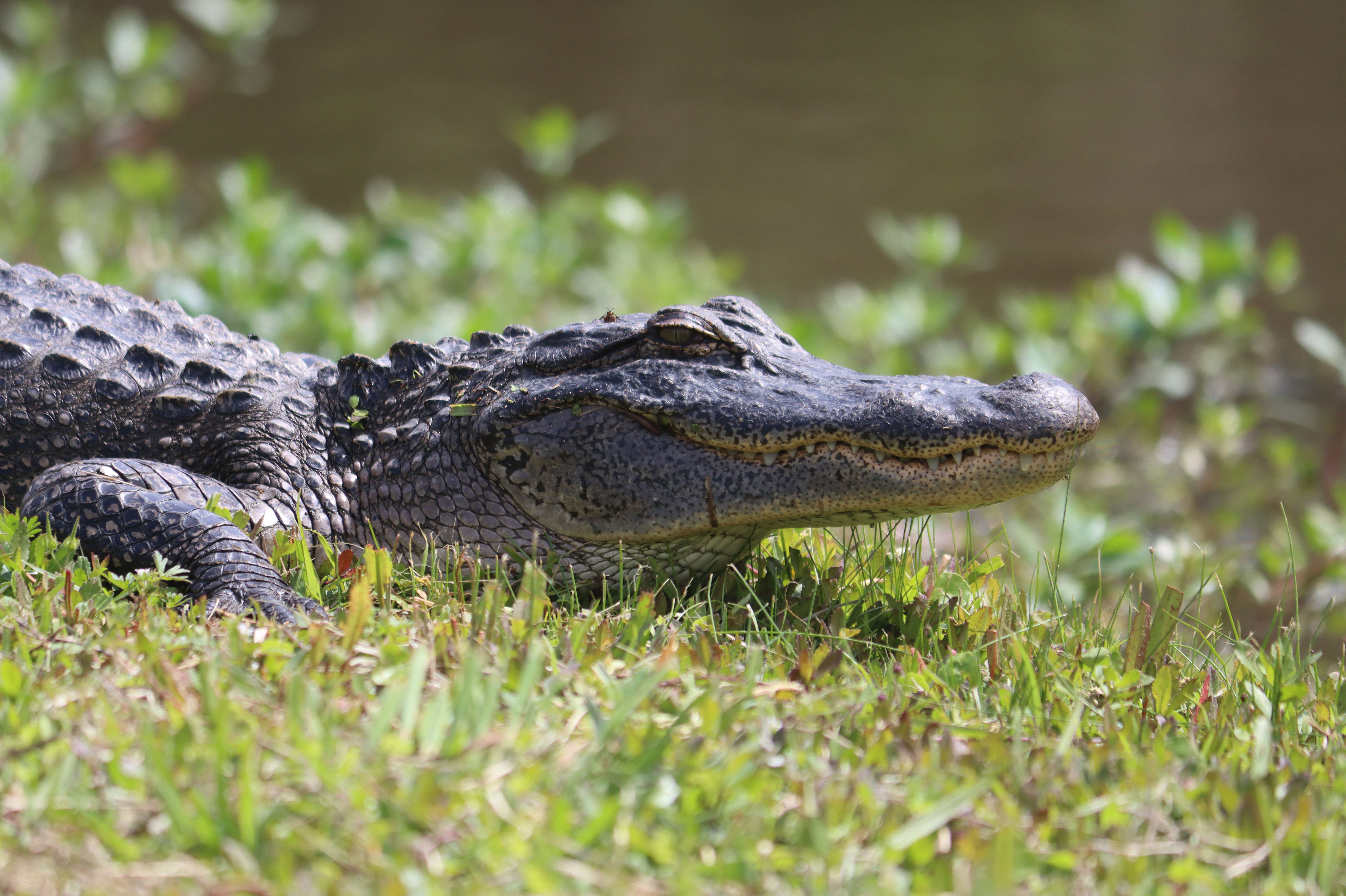 Alligator