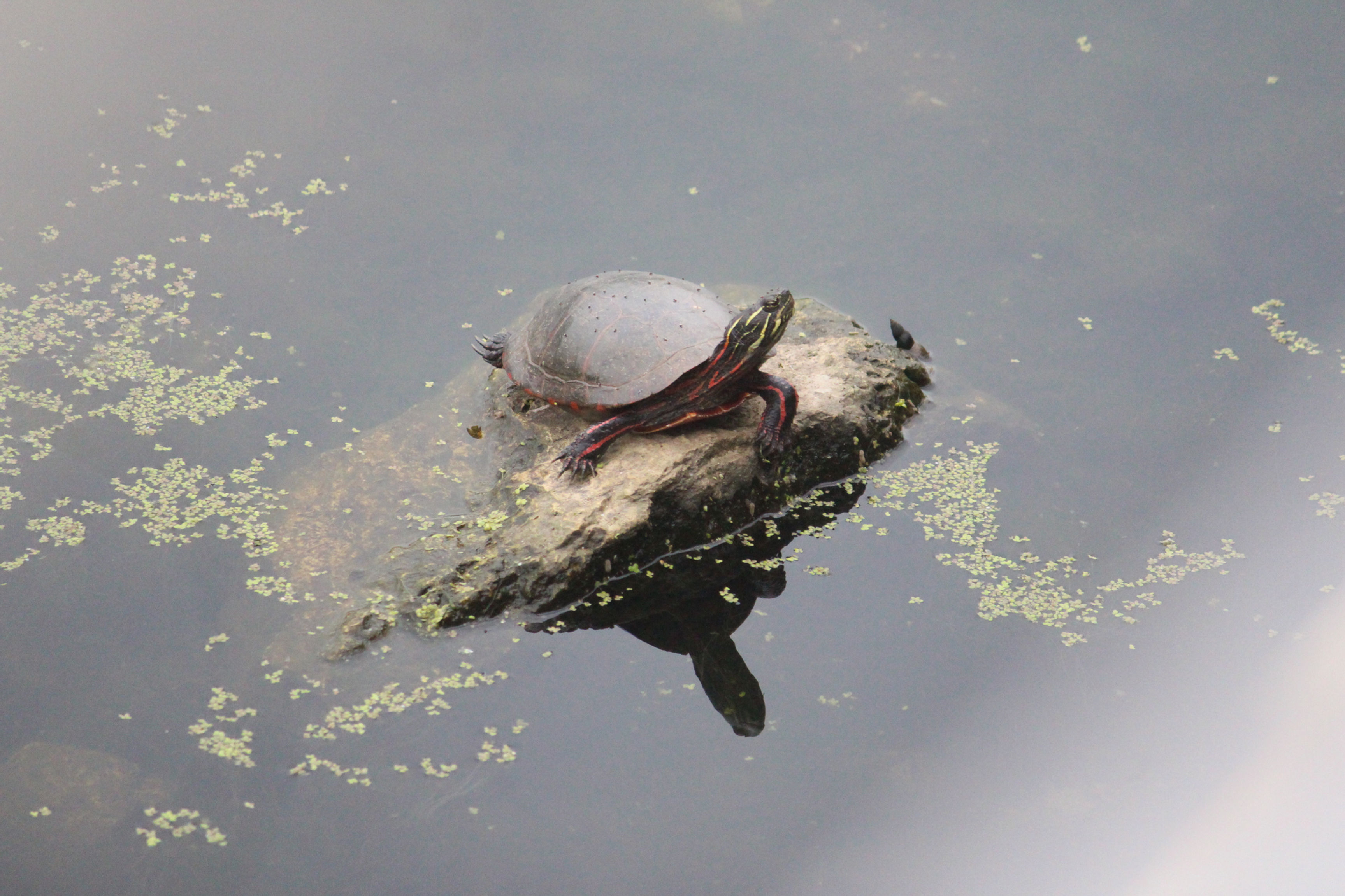 Relaxing with my Snail Friend