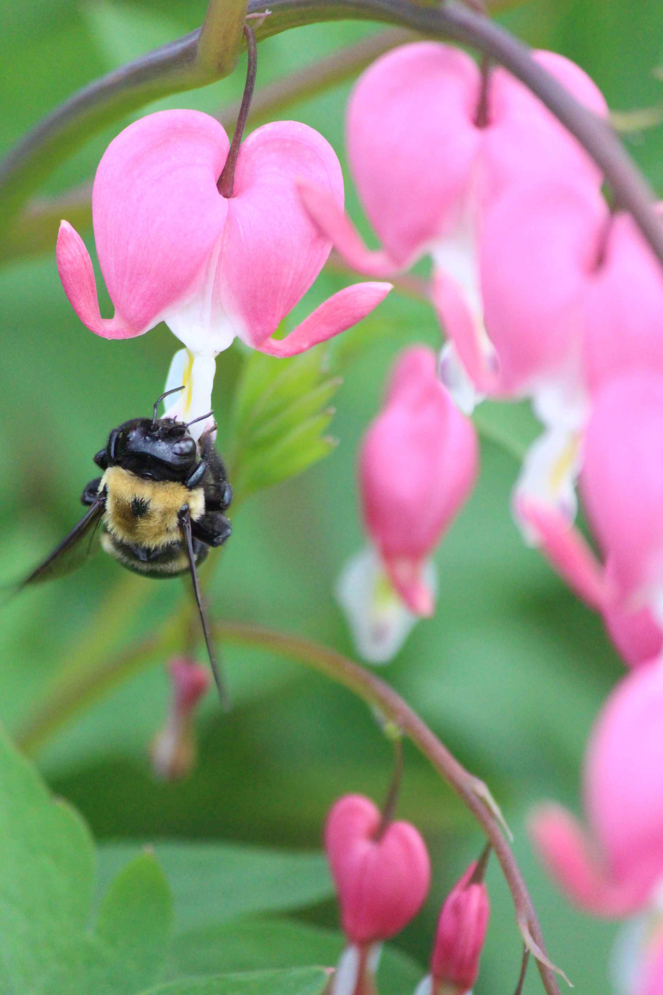 Bee on Bleeding Heart