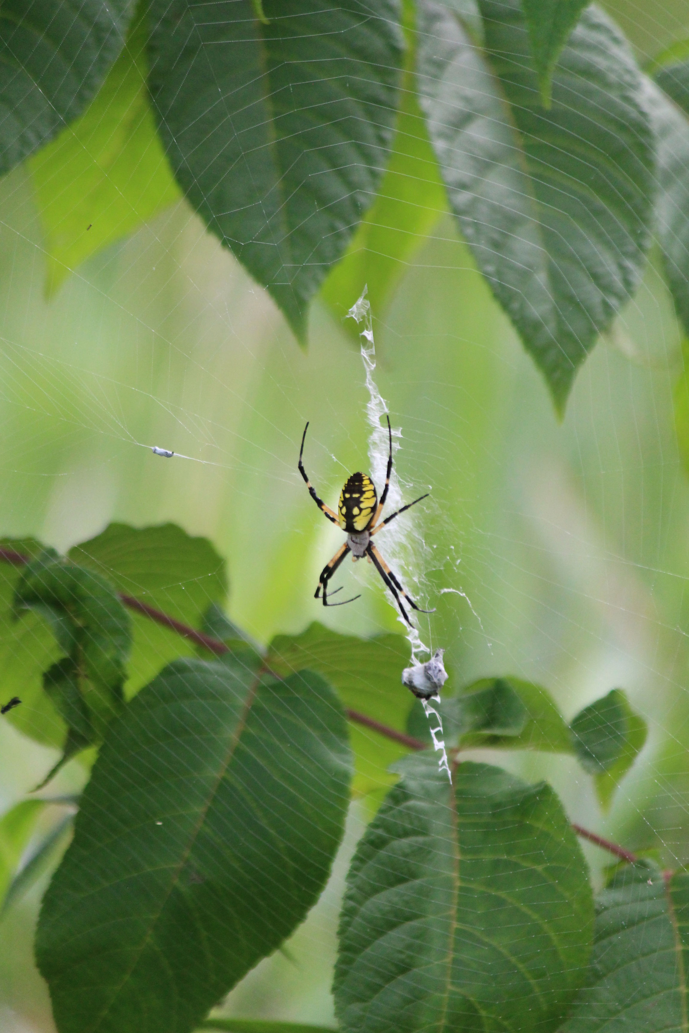 Garden Spider
