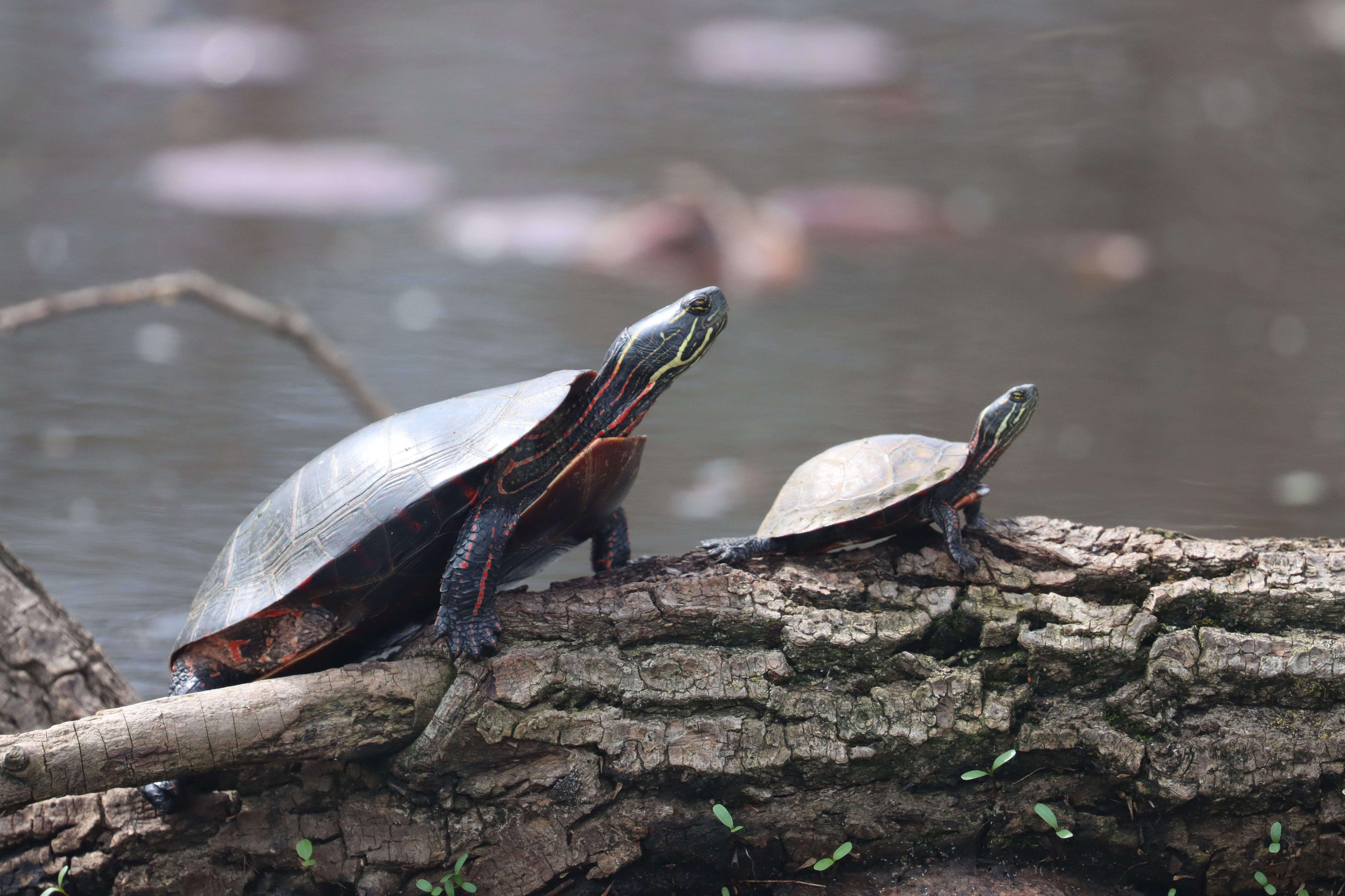 Mom & Baby Turtle