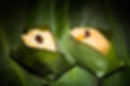Quinbolitos