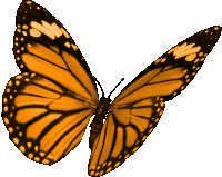 borboletas-butterflies.gif