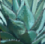 Olive Branches:  Artists descended from and/or influenced by Olive Rush 