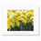 Thumbnail: "Signs of Spring Horizontal - small prints"
