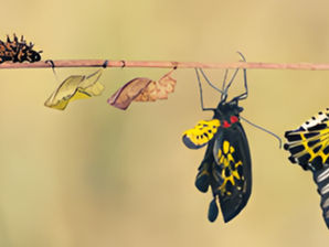 Caterpillar and butterflies on twig; stages of metamorphosis. Background is soft yellow. Butterflies have vibrant black, yellow wings.