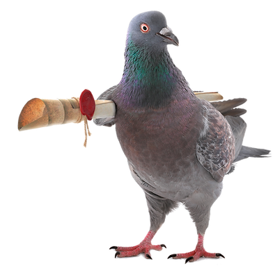צור קשר לידור תשבצים