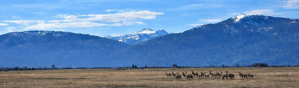Valley Elk.jpeg