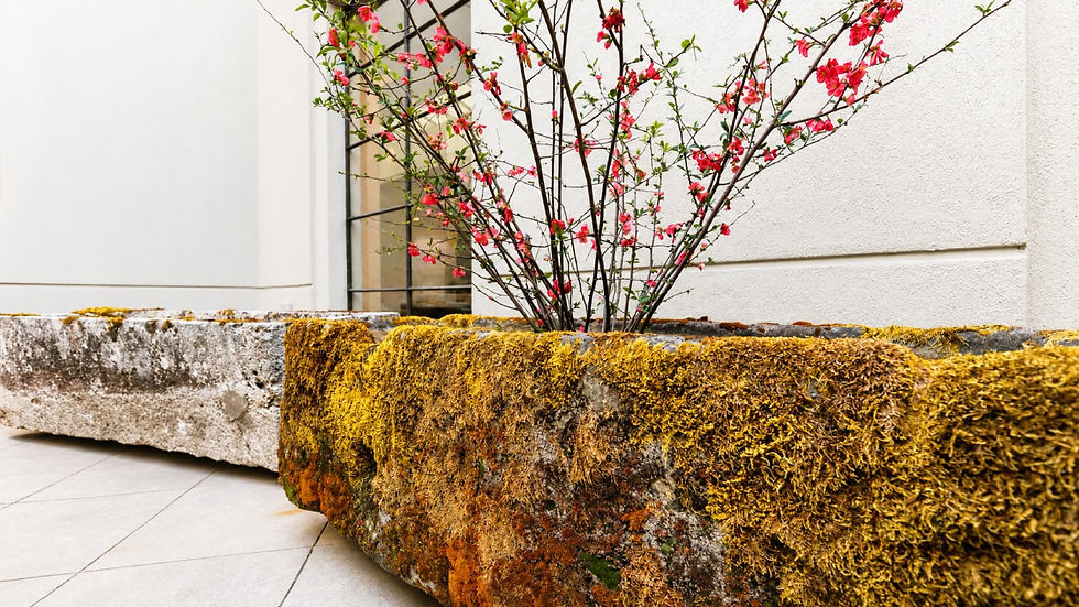 Pink blossoms on branches in a moss-covered stone planter beside a white wall and tiled courtyard.