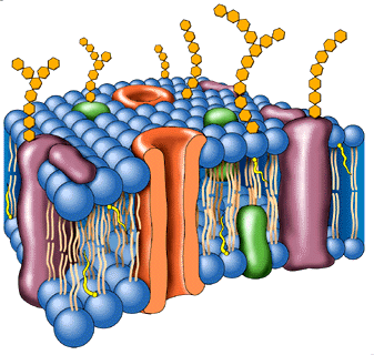 membrana_plasmatica.gif