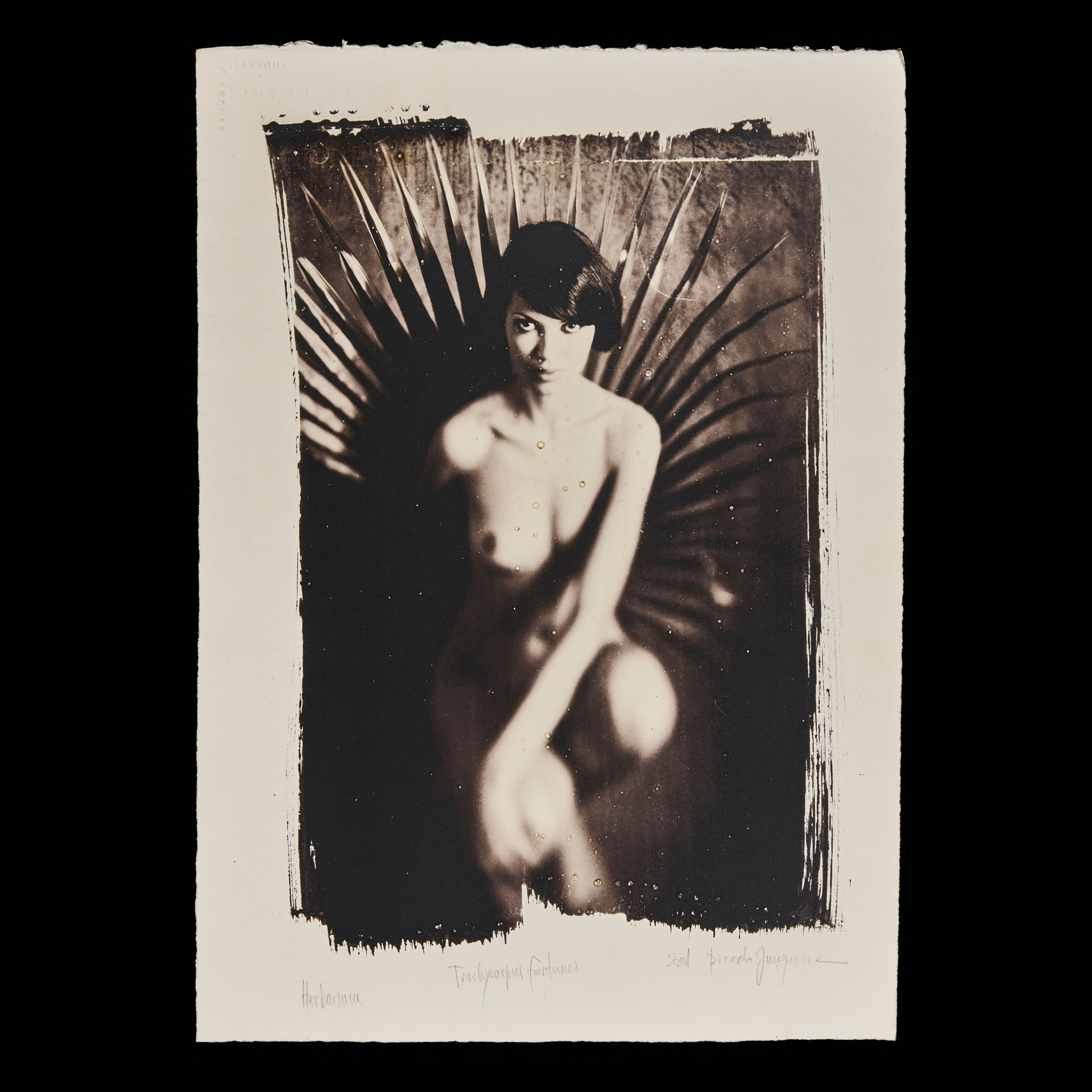 Herbarium - Petra Carnaúba