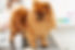 image-of-female-pet-hairdresser-grooming