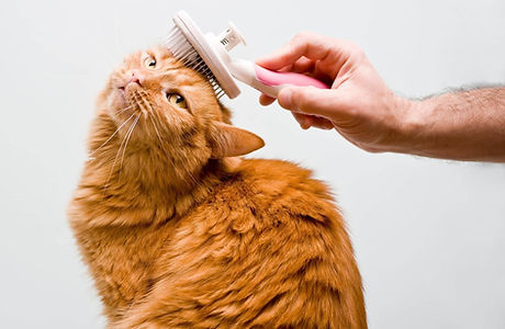 WhatsApp Image 2024-02-13 at 4.56.33 PM (1).jpeg