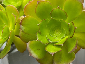 A thriving green succulent, symbolizing resilience and the ability to grow in challenging conditions.