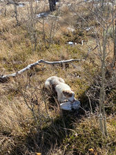 Border collie puppy chewing on an old elk skill