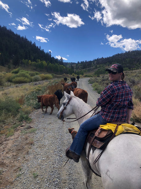 woman on a white horse moving a small herd of cows.