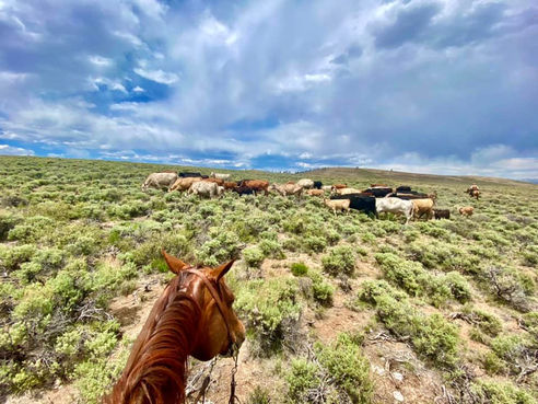 brown horse looking over herd of cows