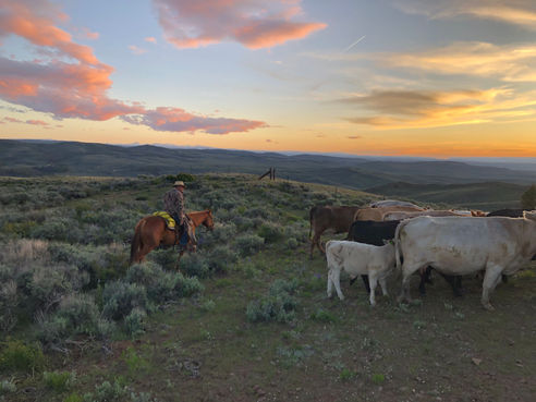 man on brown horse moving cattle